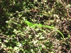 photo35
